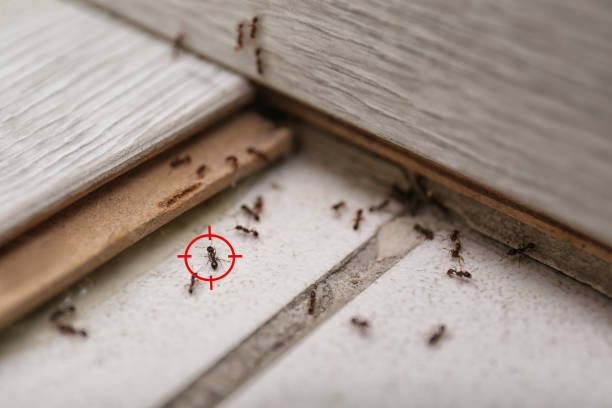 Best Wildlife Control Services  in White House, TN