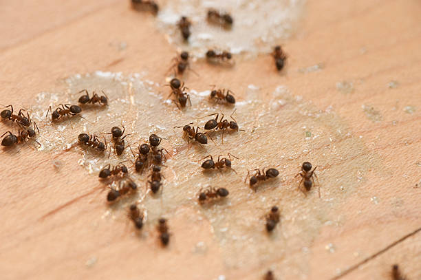 Best Affordable Pest Control Services  in White House, TN