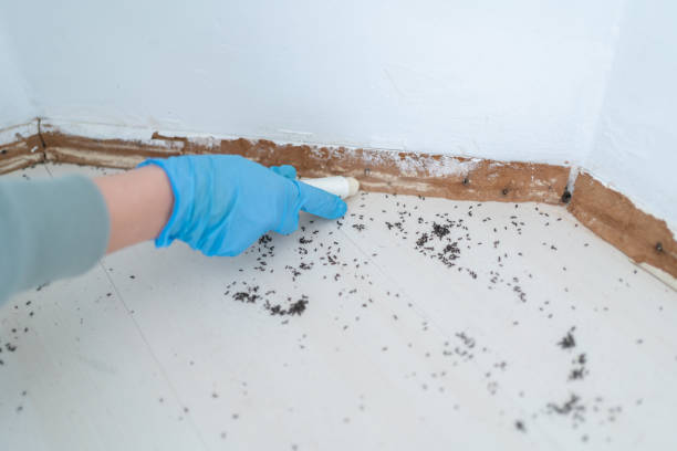 Best Cockroach Control Services  in White House, TN